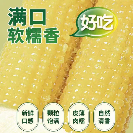 鲜石穗 东北黄糯玉米