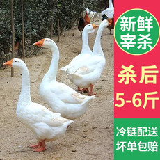  秒杀【券后到手89元】 农家正宗散养新鲜大鹅 邮兔