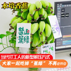  邮乡甜 【禁止蕉绿】 带杆苹果蕉食用观赏绿植小香蕉