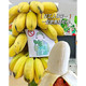  邮乡甜 【禁止蕉绿】 带杆苹果蕉食用观赏绿植小香蕉
