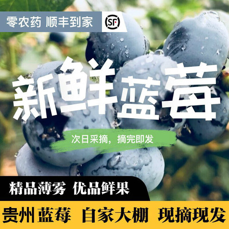  顺丰空运【4盒39.9元】 贵州高山蓝莓鲜果当季时令 邮乡甜图片