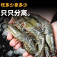 野生海捕大虾带箱4斤  顺丰包邮 海底尤物