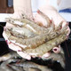 【立减25元】野生海捕大虾带箱4斤  顺丰包邮  海底尤物