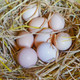 寻鲜鸟 20枚装新鲜土鸡蛋