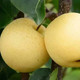 农产品自产自销 梨子