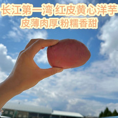 农家自产 长江第一湾红皮黄心洋芋