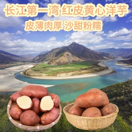农家自产 丽江长江第一湾红皮黄心洋芋图片