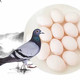 卡普瓦斯 新鲜鸽子蛋山林散养鸽子蛋原粮喂养孕妇宝宝营养