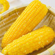 丰登鲜生 黄糯玉米棒黏玉米非转基因包装黏苞米黄糯玉米