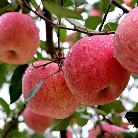 丰登鲜生 脆甜红富士苹果水果新鲜应季冰糖心丑苹果图片
