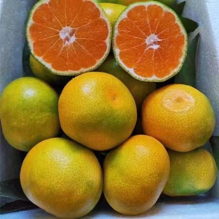 丰登鲜生 橘子桔子水果青桔孕妇水果柑橘蜜橘蜜桔蜜桔青蜜桔皮橘子