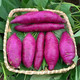 丰登鲜生 新鲜紫薯沙地紫红薯紫地瓜板栗蜜薯