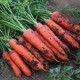 卡普瓦斯 新鲜胡萝卜新鲜蔬菜沙地水果红萝卜
