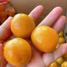 燕珍优品 珍珠油杏