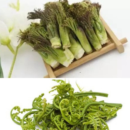 白山谷韵 蕨菜1斤+刺嫩芽1斤