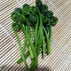 白山谷韵 蕨菜2斤