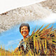 农家自产 生态米（板桥街道）