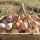 农家自产 土鸡蛋