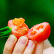 鲜农丰物 【顺丰包邮】新疆春桃小番茄新疆小西红柿3斤