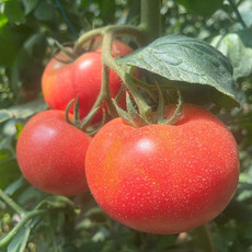 蒲兰湖 粉罗兰西红柿5斤散装—非北戴河城区无法配送