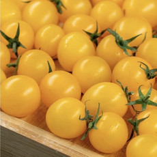 农家自产 阳光小黄圆西红柿2斤，红黄白果三色混装，北戴河同城邮政配送