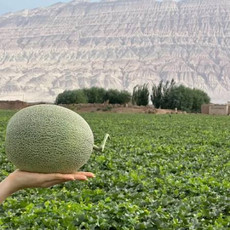 农家自产 正宗新疆哈密瓜当季新鲜水果