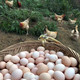  手绘小镇 洛阳农品 农家土鸡蛋50枚礼盒装农家生态散养土鸡蛋