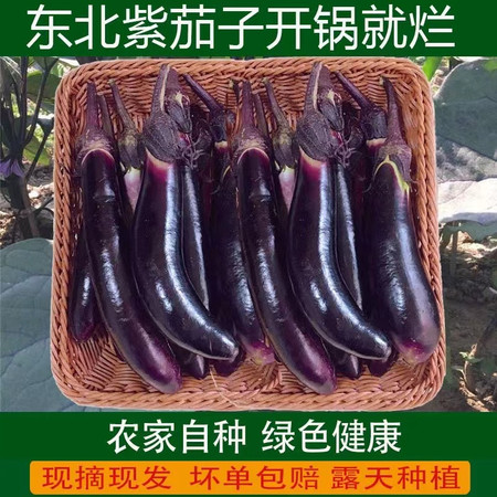 农家自产 【标准村】东胜乡东利村茄子图片