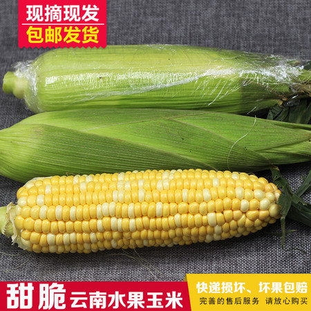  崇研鲜果 云南金银双色水果玉米5斤装 可生吃可水煮新鲜甜玉米图片