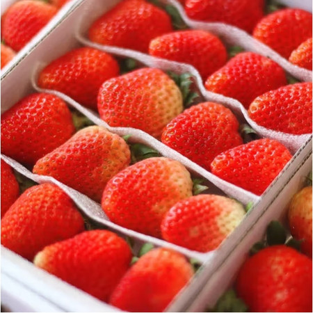  崇研鲜果 长丰红颜草莓2斤超大果礼盒 产地现摘现发 新鲜水果甜草莓礼盒