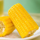 鲜小盼 玉米新鲜糯玉米非转基因真空包装早餐黄糯玉米4棒营养甜糯鲜食