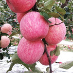鲜小盼 脆甜洛川苹果水果新鲜3斤的果园直发苹果冰糖心