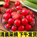 鲜小盼 小番茄圣女果5斤西红柿新鲜自然熟生吃现摘水果 5斤