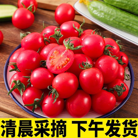 鲜小盼 小番茄圣女果5斤西红柿新鲜自然熟生吃现摘水果图片