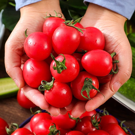 鲜小盼 【5斤】小番茄圣女果西红柿新鲜自然熟生吃现摘水果图片