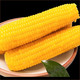 鲜小盼 新鲜黄玉米10根大棒早餐玉米棒黄糯玉米甜玉米真空玉米