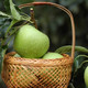 鲜小盼 青苹果新鲜鲜现摘青苹果5斤正宗水果新鲜当季苹果酸脆