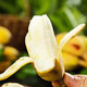 鲜小盼 正宗广西【9斤小米蕉】香蕉新鲜当季水果薄皮小香蕉甜香蕉苹果蕉