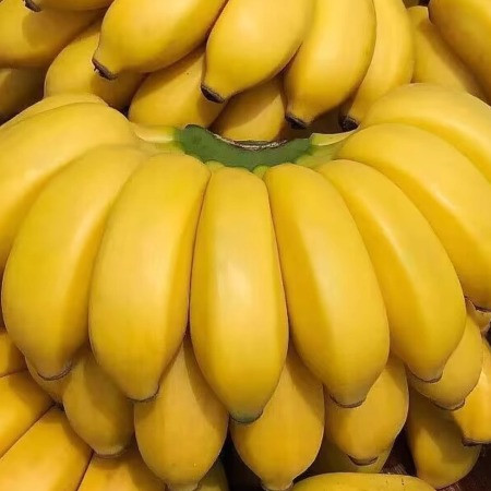 鲜小盼 地直发广西小米蕉3斤现摘当季水果新鲜自然熟小香蕉图片