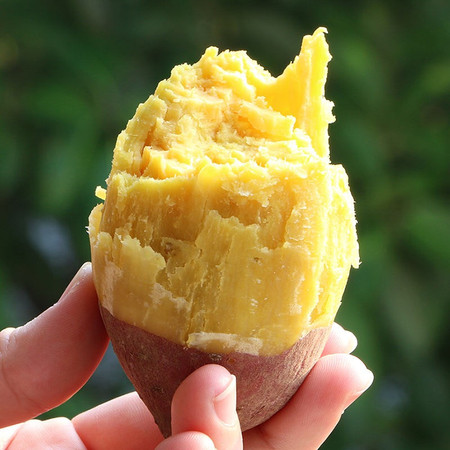 鲜小盼 【3斤】鸡蛋黄番薯农家自种黄心粉糯甜沙地薯