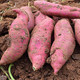 鲜小盼 【3斤】白心薯农家新鲜粉糯板栗红薯自种地瓜现挖白心番薯