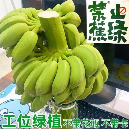 鲜小盼 【助农】禁止蕉绿带杆【3把蕉】香蕉办公室水培养