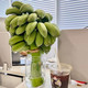 鲜小盼 【助农】整串小米蕉【1把】办公室水培香蕉绿芭蕉绿植静止小米蕉