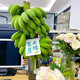 鲜小盼 【助农】整串小米蕉【1把】办公室水培香蕉绿芭蕉绿植静止小米蕉