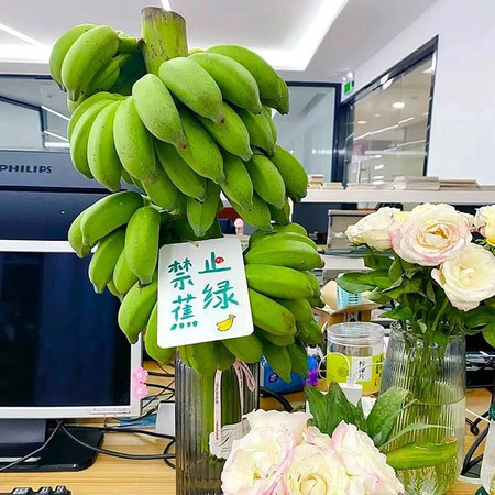鲜小盼 【助农】整串小米蕉【1把蕉】办公室水培香蕉绿芭蕉绿植小米蕉图片