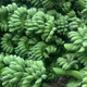 鲜小盼 【助农】带杆8-10斤【3把】香蕉办公室水培养禁止拒绝蕉绿