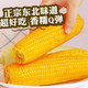 鲜小盼 黄糯玉米粘糯玉米【10棒】甜糯玉米代餐非转基因200g+大棒