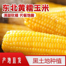 鲜小盼 黄糯玉米粘糯玉米【10棒】甜糯玉米代餐非转基因200g+大棒