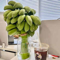 鲜小盼 【助农】禁止蕉绿 一把 新鲜小米蕉整串防焦虑办公室绿植可食用