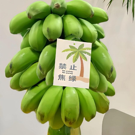 鲜小盼 【帮扶】禁止蕉绿色整串2把蕉 小米蕉办公室绿植可观赏可食用图片